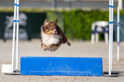 Drooly good boy! © Eduardo González