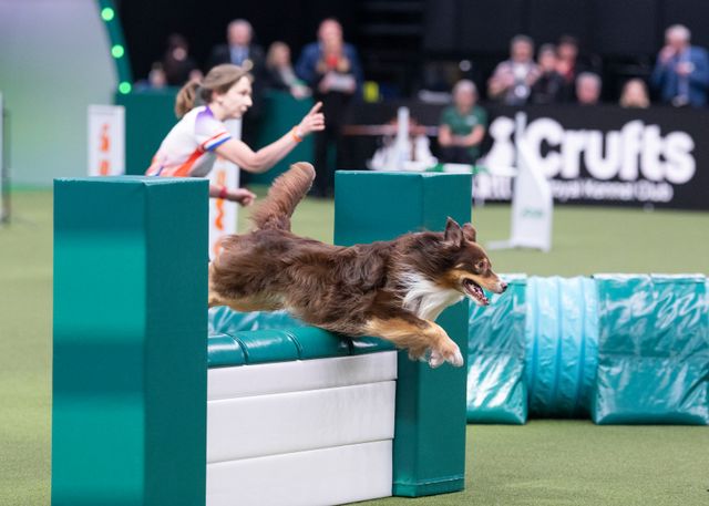 The road to Crufts