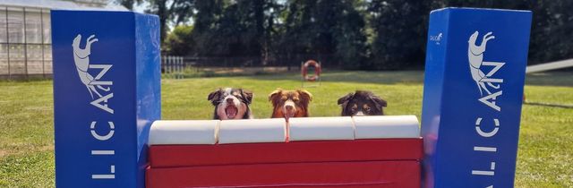 Three Australian Shepherds