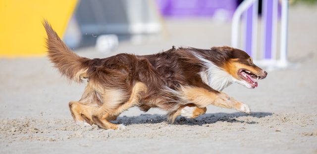 WAO 2024: Eating the challenge like an energy bar